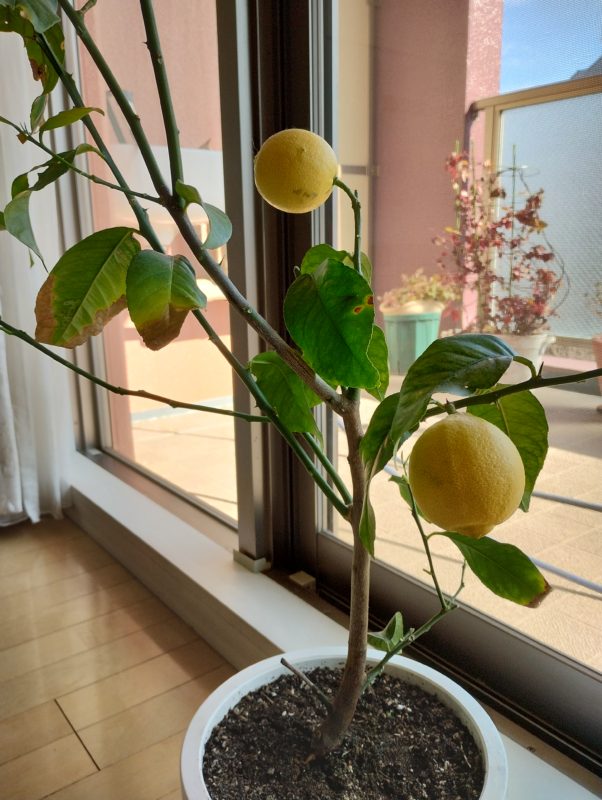 レモンの鉢植え