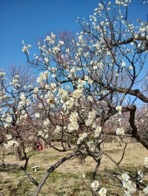 IMG 20250223 122942040 HDR