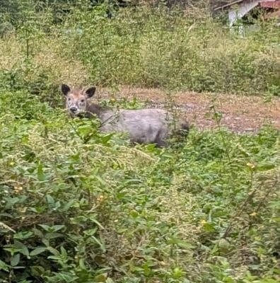 ニホンカモシカ